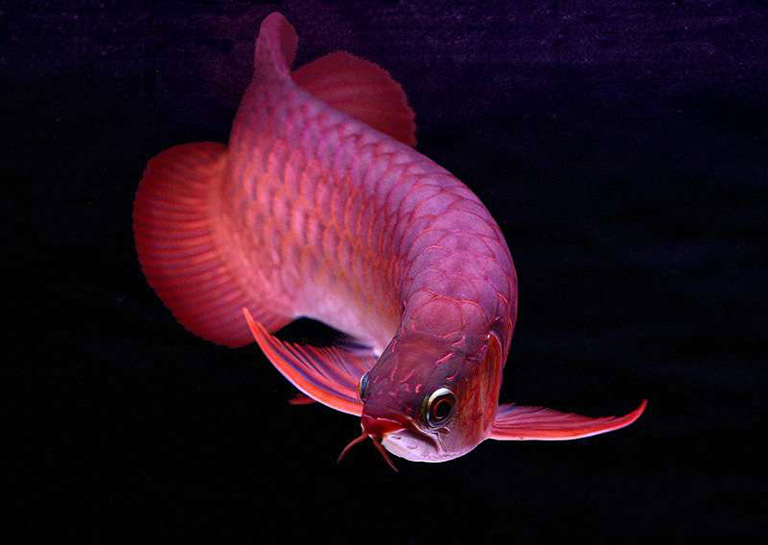 Chi tiết hơn 51 về hình nền cá rồng đẹp hay nhất  cdgdbentreeduvn