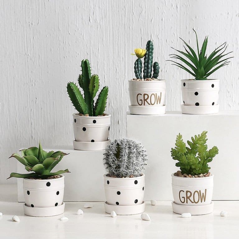 chậu cây xanh để bàn