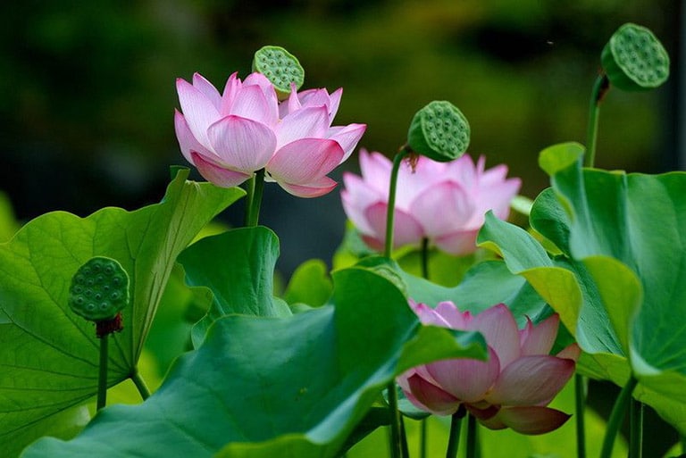Hình tượng hoa sen 